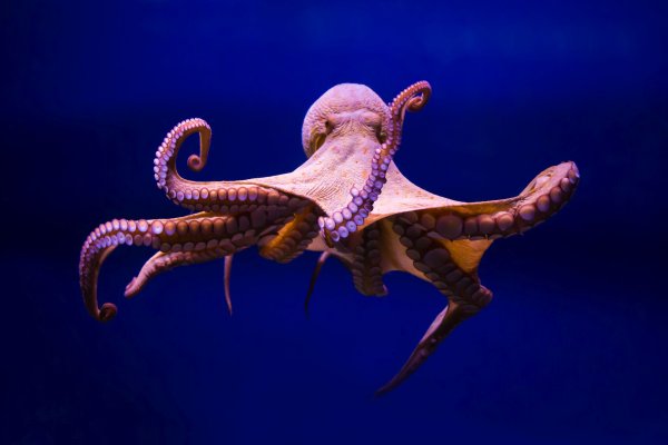 Kraken актуальный сайт